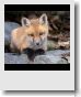 Installation de Firefox 3.5 sous Ubuntu Jaunty - Linux